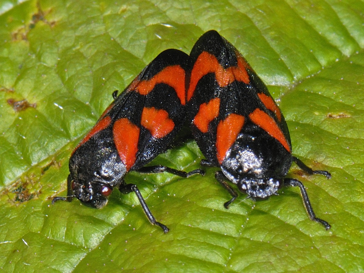 Cercopis vulnerata, Red-and-black Froghopper